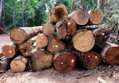 Exploração de madeira em Mato Grosso está proibida até 1º de abril